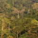 Atewa Forest (A Rocha Ghana)